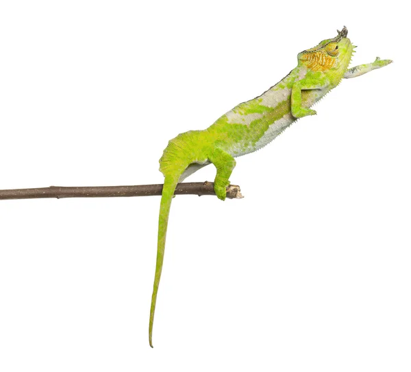 Four-horned Chameleon reaching away from it's branch, Chamaeleo quadricornis, in front of white background — Stock Photo, Image