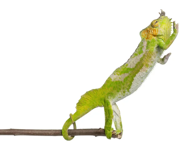 stock image Four-horned Chameleon reaching away from it's branch, Chamaeleo quadricornis, in front of white background
