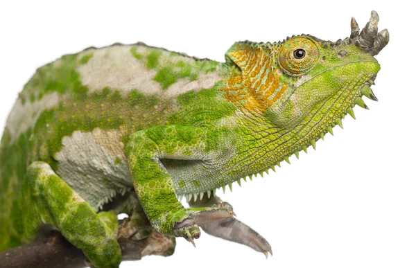 Close-up of Four-horned Chameleon, Chamaeleo quadricornis, in front of white background — 스톡 사진