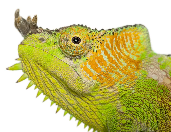 Close-up of Four-horned Chameleon, Chamaeleo quadricornis, in front of white background — стокове фото