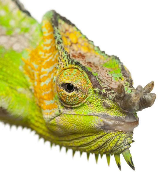 Close-up of Four-horned Chameleon, Chamaeleo quadricornis, in front of white background — стокове фото