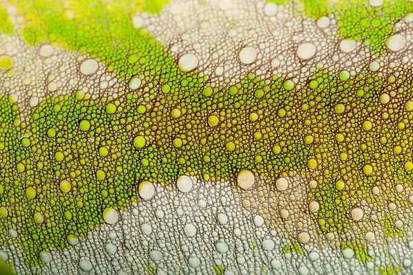 Close-up de pele de camaleão de quatro chifres, Chamaeleo quadricornis — Fotografia de Stock
