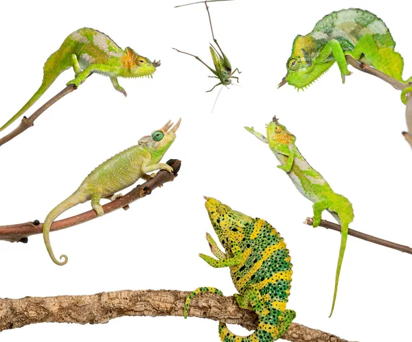 Chameleons reaching for grasshopper in front of white background — 스톡 사진