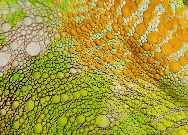 Close-up of Four-horned Chameleon skin, Chamaeleo quadricornis — Stock Photo, Image