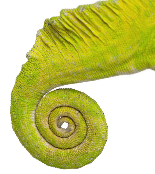 Cauda enrolada de um camaleão de quatro chifres, Chamaeleo quadricornis, em frente ao fundo branco — Fotografia de Stock