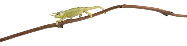 산 meru 잭슨 카멜레온, chamaeleo jacksonii merumontanus, 부분적으로 흘리 고 흰색 배경 앞 지점에 자리 잡고 — 스톡 사진