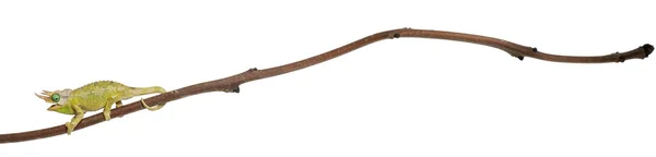 Гора. Хамелеон Меру Джексона, Chamaeleo jacksonii merumontanus, частично просажен на ветку перед белым фоном — стоковое фото