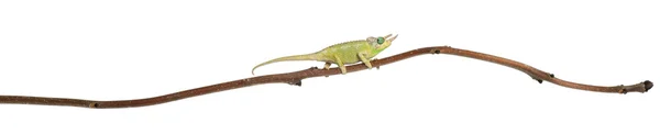 Mt. Meru Jackson's Chameleon, Chamaeleo jacksonii merumontanus, partially shedding and perched on branch in front of white background — Stock Photo, Image