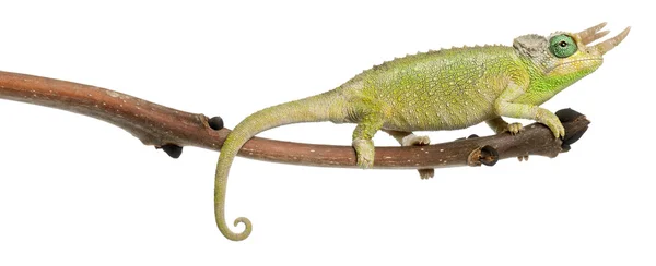 Mt. Meru Jackson's Chameleon, Chamaeleo jacksonii merumontanus, partially shedding and perched on branch in front of white background — Stock Photo, Image