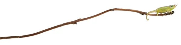 山梅杰克逊的变色龙，chamaeleo jacksonii merumontanus，部分脱落，在白色背景前的树枝上栖息 — 图库照片