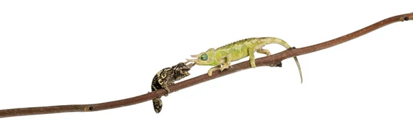 Two Mt. Meru Jackson's Chameleons, Chamaeleo jacksonii merumontanus, partially shedding and perched on branch in front of white background — Stock Photo, Image