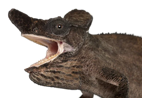 Close-up of Strange-nosed Chameleon, Kinyongia xenorhina, in front of white background — стокове фото