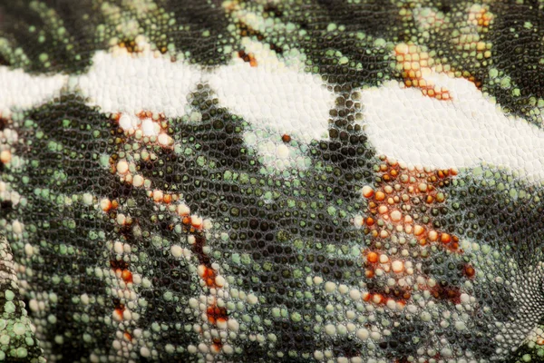 Κοντινό πλάνο του χαμαιλέοντα πάνθηρα περίεργος να δέρμα, Παρδάλης furcifer — Φωτογραφία Αρχείου