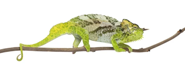 Čtyři horned chameleon Chameleon quadricornis, posazený na větvi před bílým pozadím — Stock fotografie