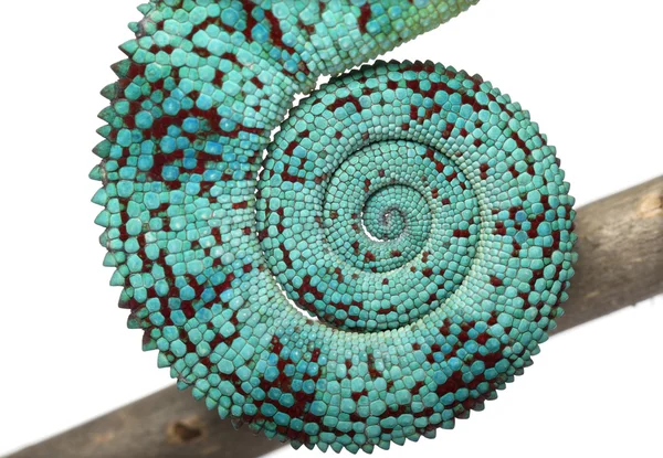 Detail panter chameleon vlezlý být ocas, furcifer pardalis, před bílým pozadím — Stock fotografie