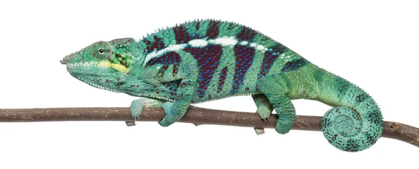 Panter chameleon vlezlý být, furcifer pardalis, před bílým pozadím — Stock fotografie