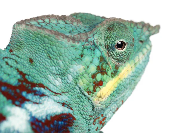 Close-up of Panther Chameleon Nosy Be, Furcifer pardalis, in front of white background — Stock Photo, Image