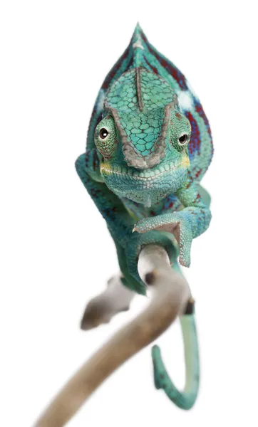 Panter chameleon vlezlý být, furcifer pardalis, před bílým pozadím — Stock fotografie