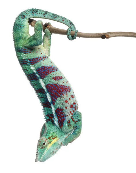 Panther Chameleon Nosy Be, Furcifer pardalis, in front of white background — Stock Photo, Image