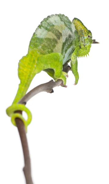 Camaleão de quatro chifres, Chamaeleo quadricornis, empoleirado no ramo na frente do fundo branco — Fotografia de Stock