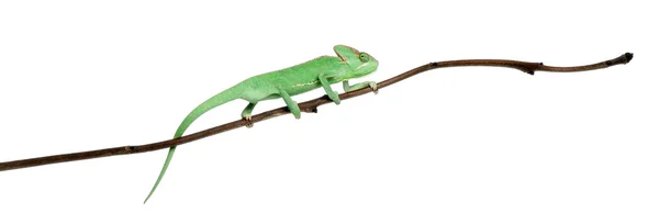 Young veiled chameleon, Chamaeleo calyptratus, in front of white background — Stock Photo, Image