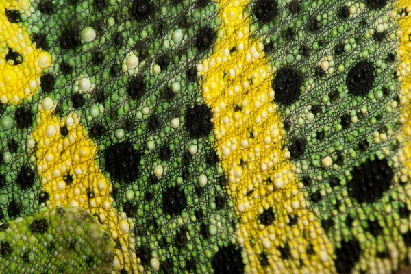 Närbild av Mellers kameleont hud, jätte en-horned chameleon, chamaeleo melleri — Stockfoto