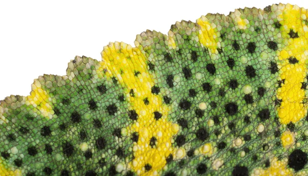 Detail kůže chameleon madagaskarská, obří jednorohý chameleon, chamaeleo melleri před bílým pozadím — Stock fotografie