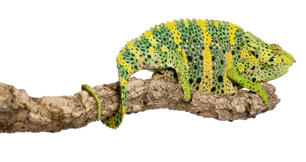 Madagaskarská chameleon, obří jednorohý chameleon, chamaeleo melleri, posazený na větvi před bílým pozadím — Stock fotografie