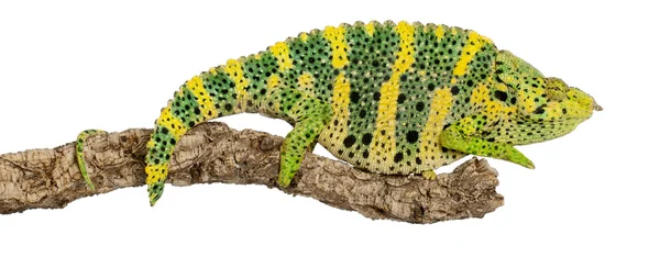 Madagaskarská chameleon, obří jednorohý chameleon, chamaeleo melleri, posazený na větvi před bílým pozadím — Stock fotografie