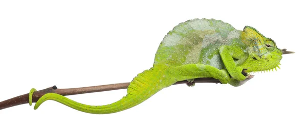 Camaleão de quatro chifres, Chamaeleo quadricornis, empoleirado no ramo na frente do fundo branco — Fotografia de Stock