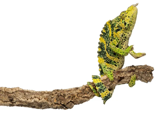 Caméléon de Meller, Caméléon à une corne géant, Chamaeleo melleri, atteignant vers le haut de la branche en face de fond blanc — Photo