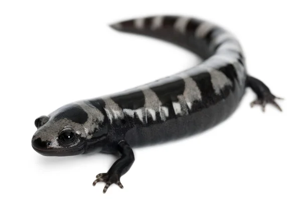 Gemarmerde salamander, ambystoma opacum, voor witte achtergrond — Stockfoto