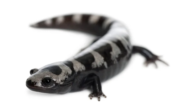 Gemarmerde salamander, ambystoma opacum, voor witte achtergrond — Stockfoto