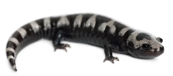 Marbled Salamander, Ambystoma opacum, in front of white background — Stock Photo, Image