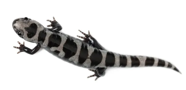 Vue en angle élevé de la salamandre marbrée, Ambystoma opacum, devant fond blanc — Photo