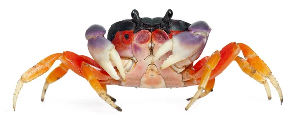 红土地蟹，gecarcinus 肌，在白色背景前 — 图库照片