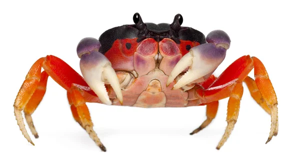 Red land crab, Gecarcinus quadratus, in front of white background — Stock Fotó
