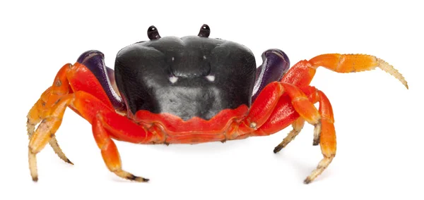 Red land crab, Gecarcinus quadratus, in front of white background — 스톡 사진
