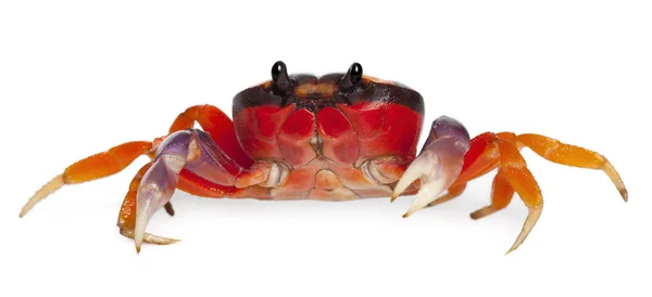Red land crab, Gecarcinus quadratus, in front of white background — Stock Photo, Image