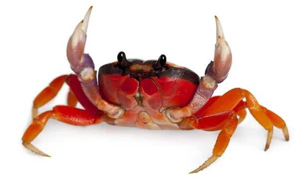 Red land crab, Gecarcinus quadratus, in front of white background — Stock Photo, Image