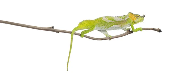 Chameleon bertanduk empat, Chamaeleo quadricornis, bertengger di cabang di depan latar belakang putih — Stok Foto