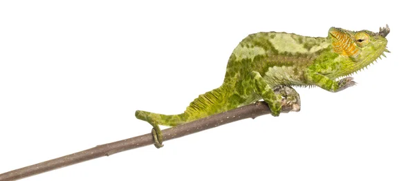 Four-horned Chameleon, Chamaeleo quadricornis, perched on branch in front of white background — Stock Photo, Image