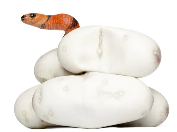 Serpente da latte ipomelanico o serpente da latte, lampropeltis triangulum hondurensis, 1 minuto, davanti allo sfondo bianco — Foto Stock