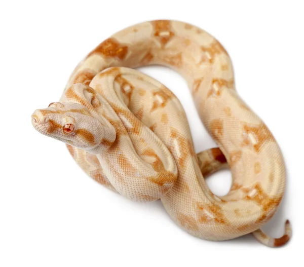 Αλμπίνο boa constrictor, boa constrictor, 2 μηνών, μπροστά από το λευκό φόντο — Φωτογραφία Αρχείου