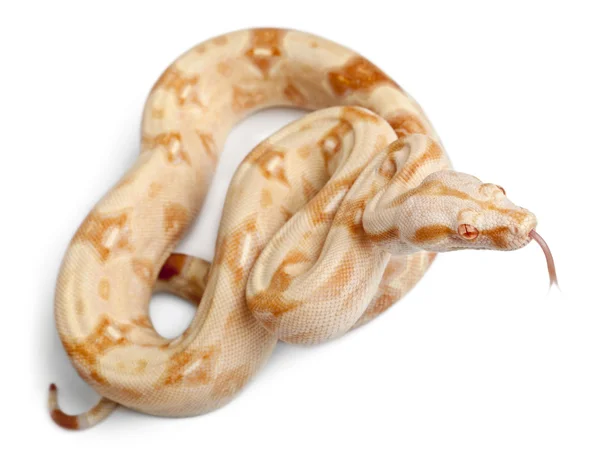 Albinos Boa constrictor, Boa constrictor, 2 meses, delante de fondo blanco —  Fotos de Stock