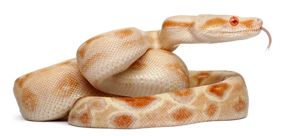 白化病蟒蛇，蟒蛇，旧的在白色背景前的 2 个月 — 图库照片