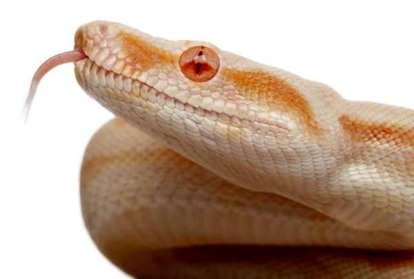 Close-up of Albinos Boa constrictor, Boa constrictor, 2 months old, in front of white background — Stock Photo, Image
