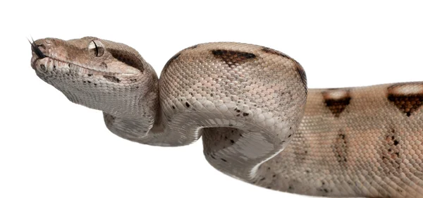 三文鱼蟒蛇，蟒蛇，旧的在白色背景前的 2 个月 — 图库照片