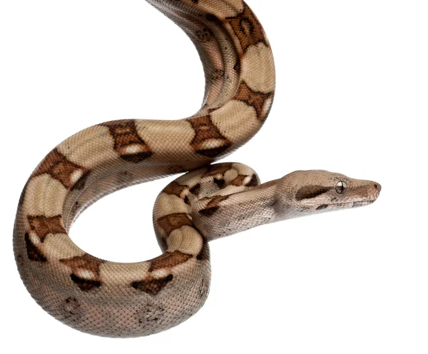 Salmón Boa constrictor, Boa constrictor, 2 meses de edad, delante de fondo blanco — Foto de Stock