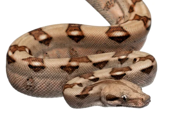 Somon boa yılanı, boa yılanı, 2 ay yaşlı, beyaz arka plan — Stok fotoğraf